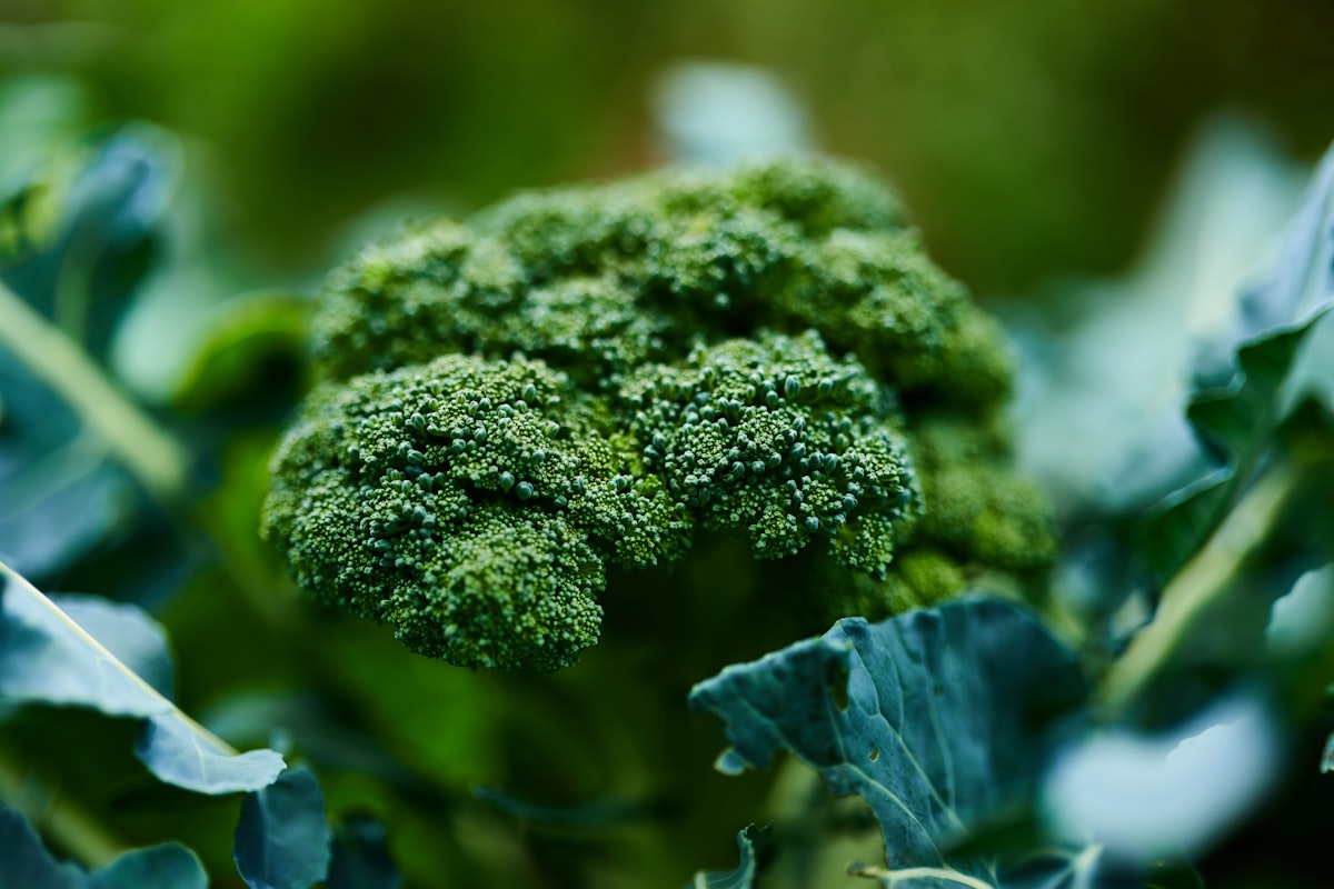 Broccoli for IBD nutrition education