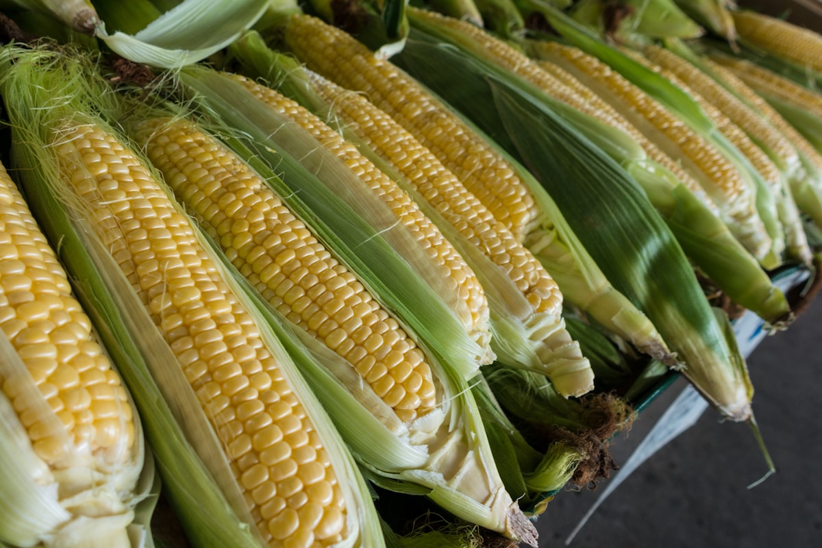 Corn for IBD nutrition education