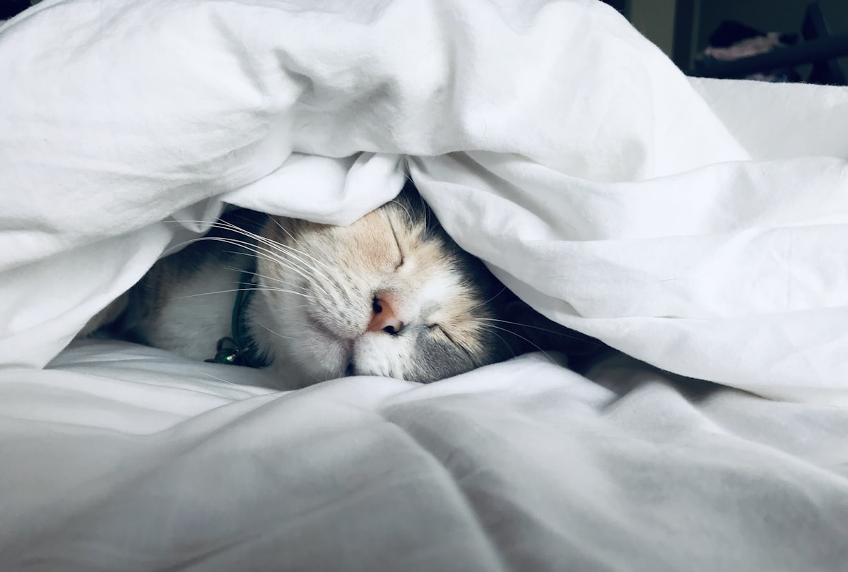 IBD Fatigue and Brain Fog: Why You Feel Exhausted and What Helps