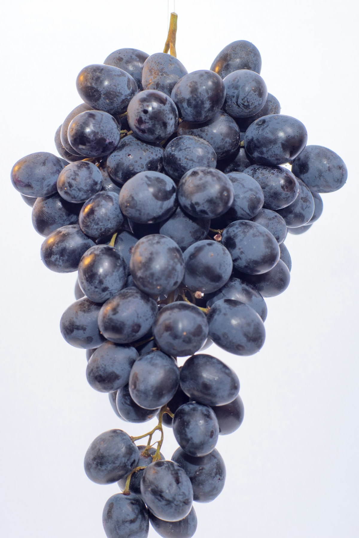 Grapes for IBD nutrition education