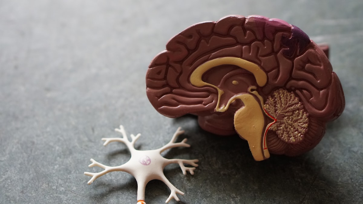 Leaky Gut Protocols and IBD: Separating Science From Sales Pages